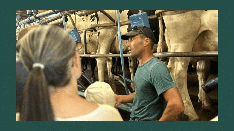 Grande traite ouverte à la ferme Péard