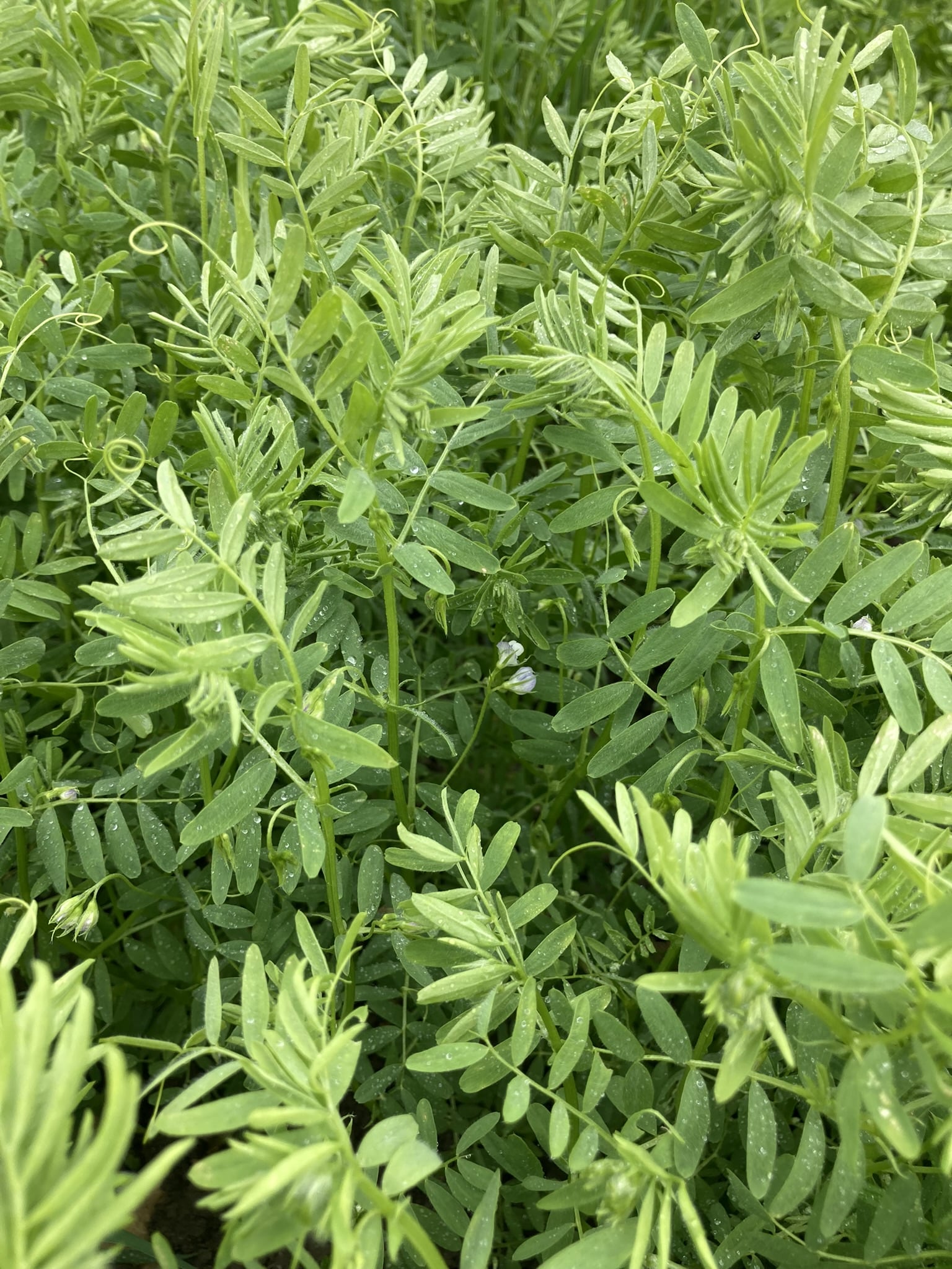 Produire des légumineuses bio