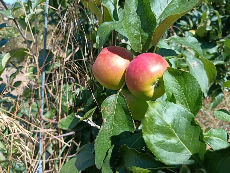 Parlons alimentation : les pommes bio