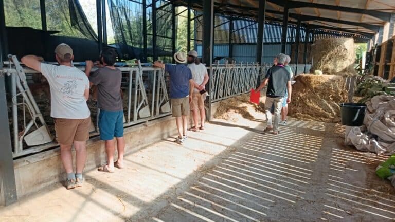 S'installer en élevage bovin allaitant bio dans le Choletais
